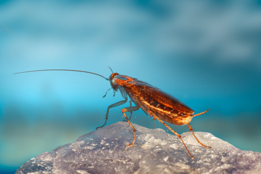 A Cockroach 1024x683 