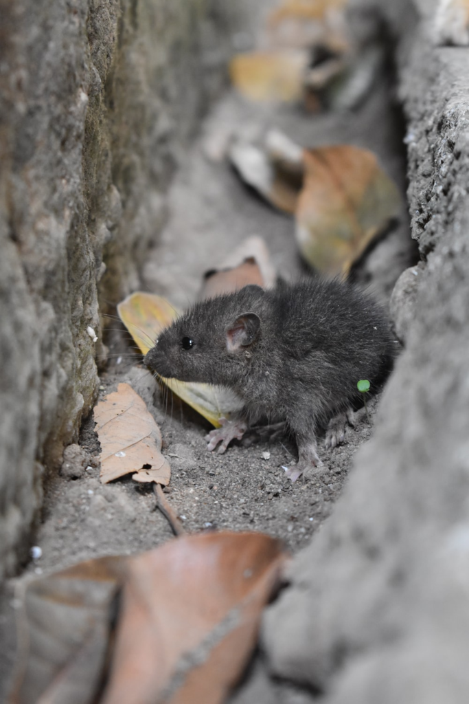 How to Get Rid of Mice in Walls and Attics Kal Pest Solutions