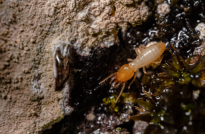 An image of a termite crawling on a leaf
