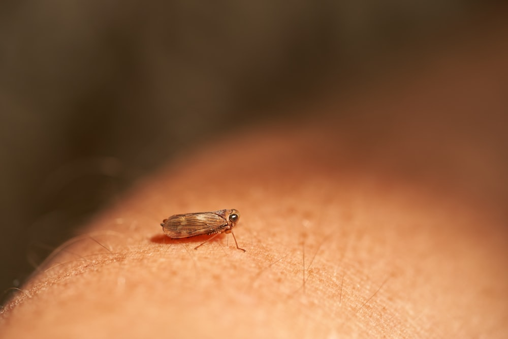 An image of a mosquito on a person’s arm