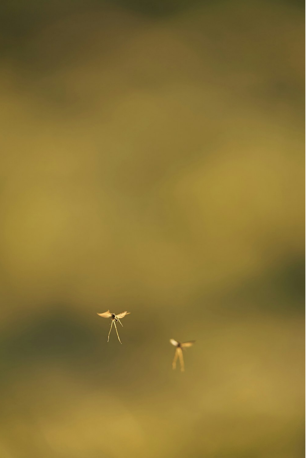 An image of two mosquitos 