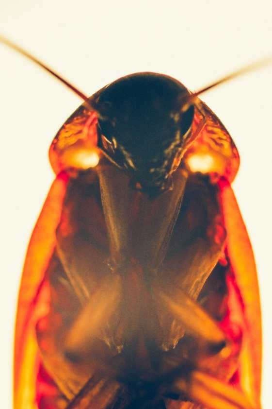 A close-up image of a roach on a white surface 
