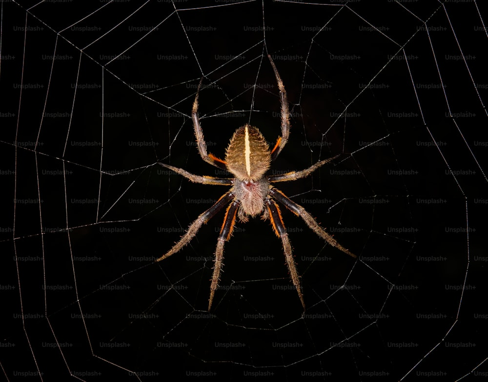 An image of a spider on a black surface 