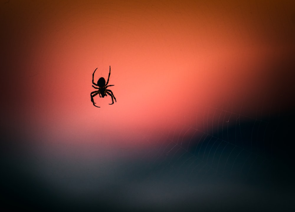 An image of a spider on a red and black surface  