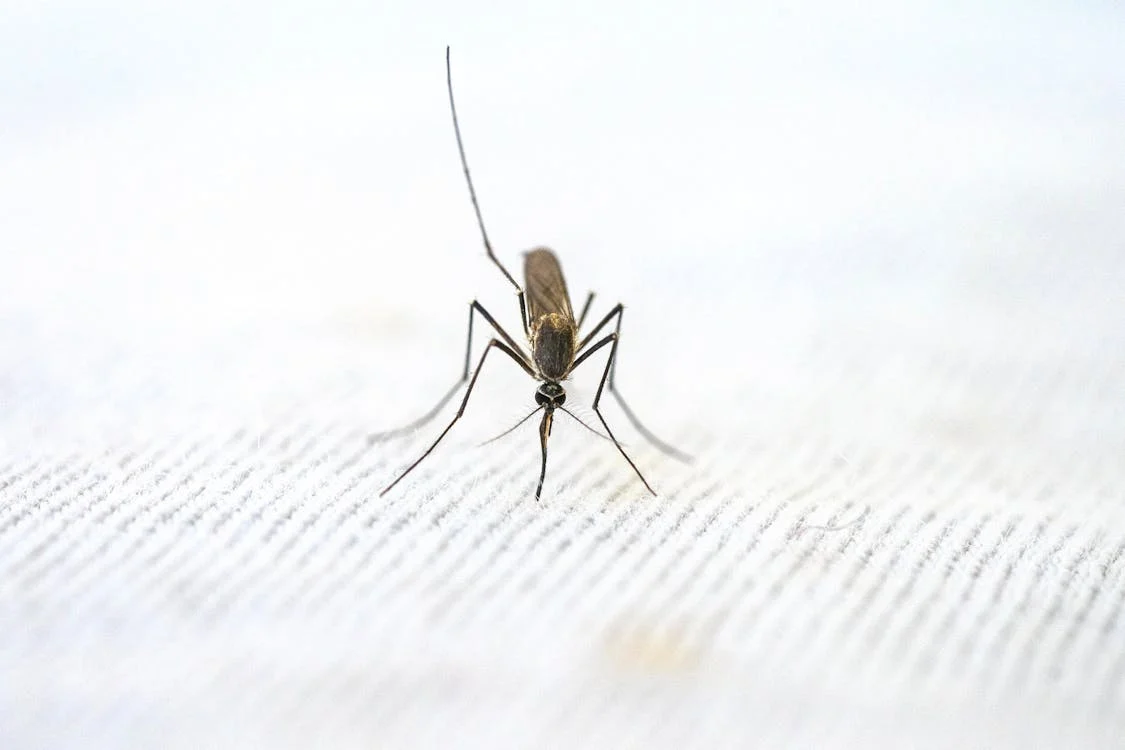 A photo of a mosquito