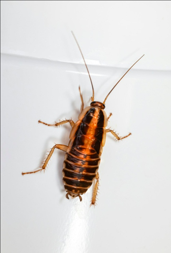 A photo of a roach