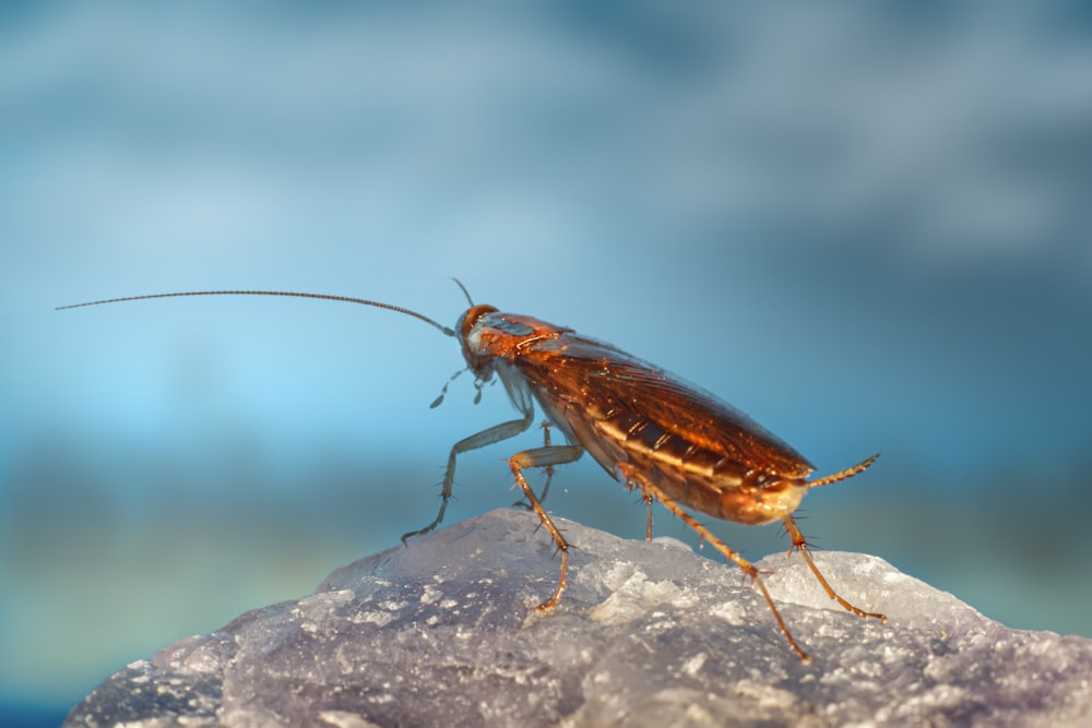 A photo of a roach