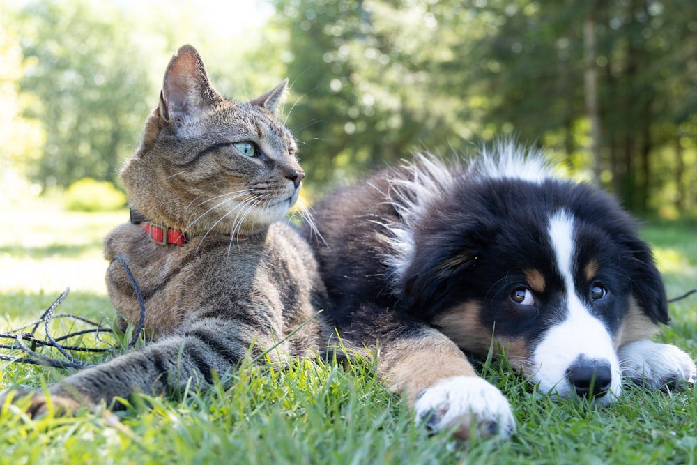 An image of a cat and a dog in the yard