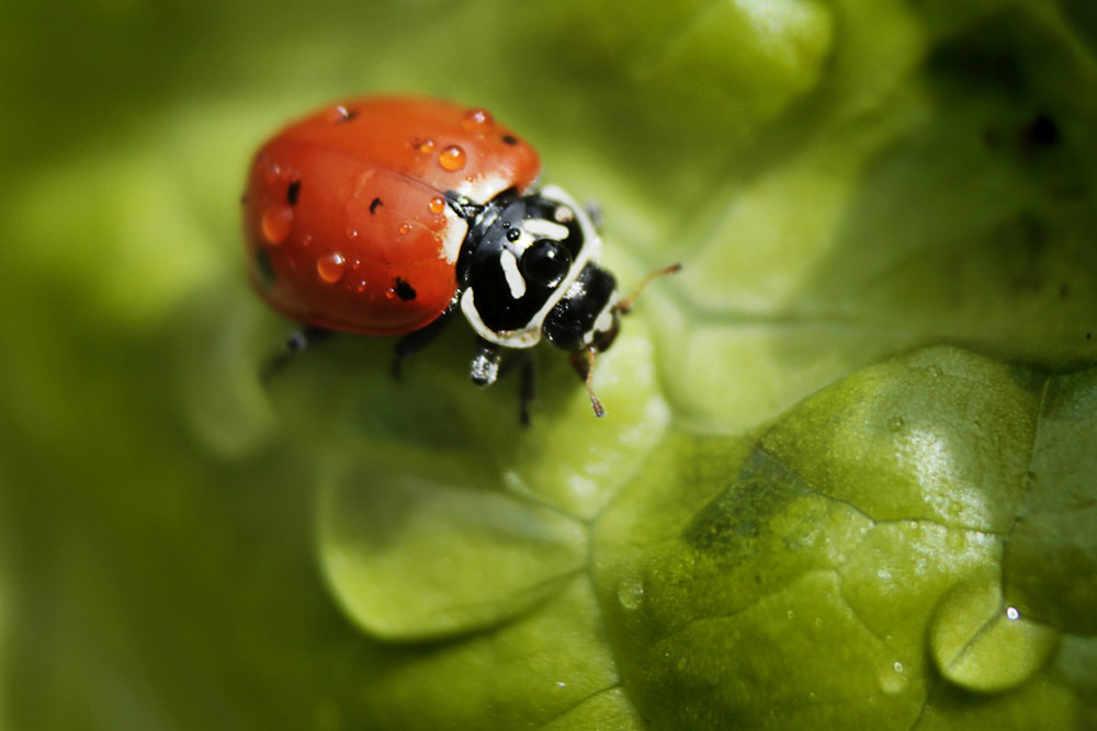 A photo of a ladybug on a plant