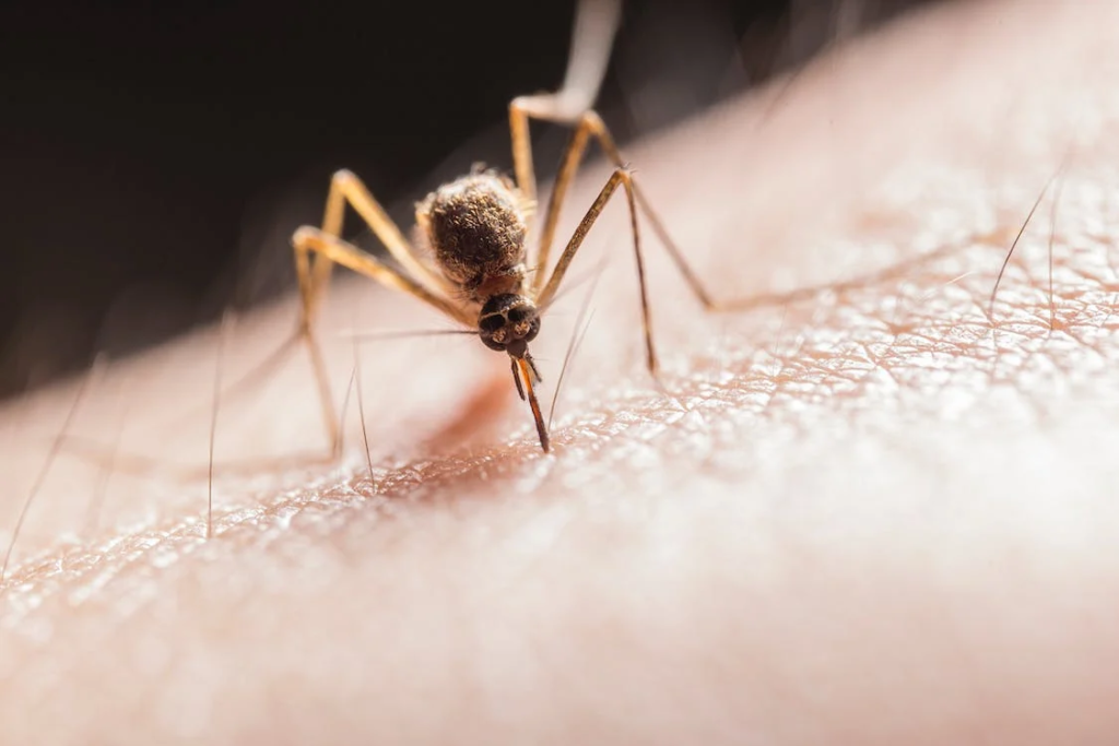 A photo of a mosquito biting on the skin
