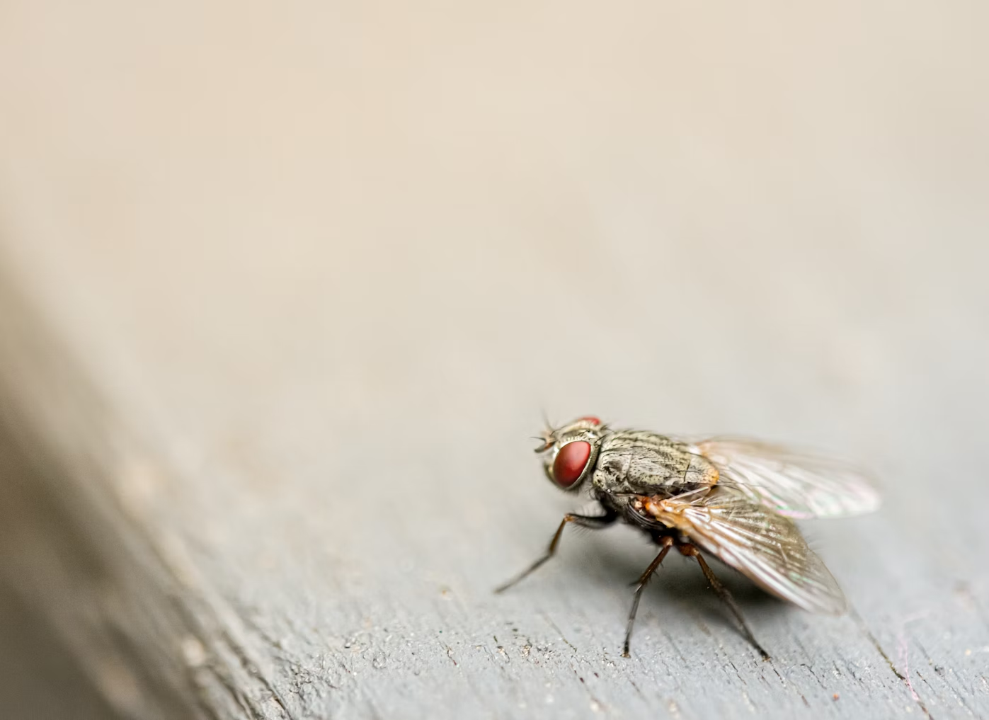 Flies in Your Face? Don’t Be a Fly Magnet: Effective Strategies for Keeping Them Out