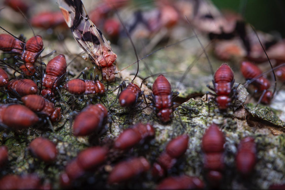 Termites: The Silent Destroyers – Early Warning Signs and Protection for Your Home