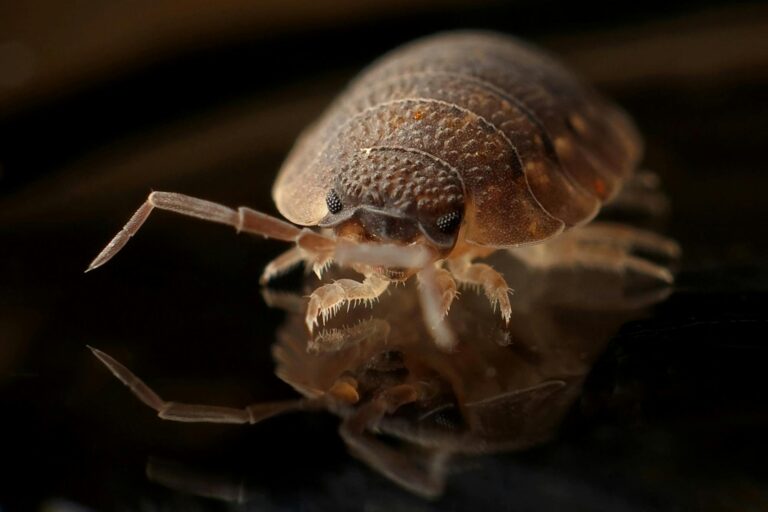 A close-up of a bed bug