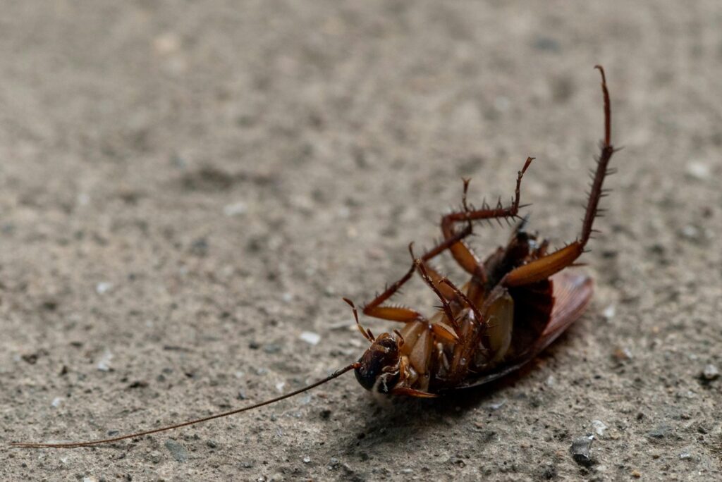 A close-up of a dead cockroach