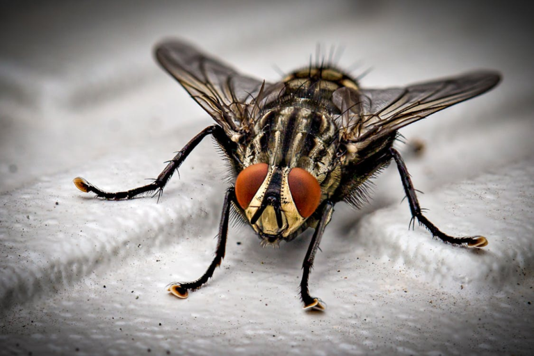 A close-up of a fly
