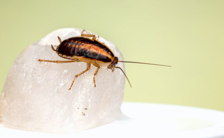 a cockroach