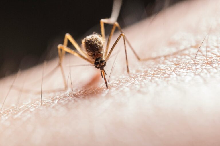 a close-up shot of a mosquito on a person’s skin