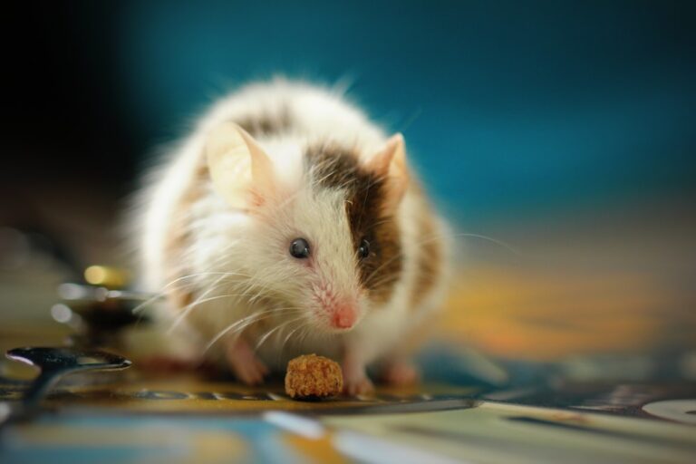 An image of a rodent