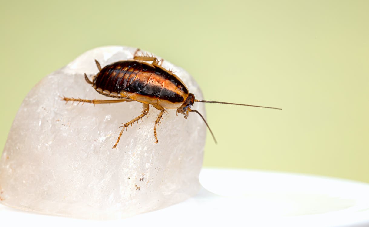 Post-Holiday Clean-Up: How to Keep Roaches Away After the Festivities
