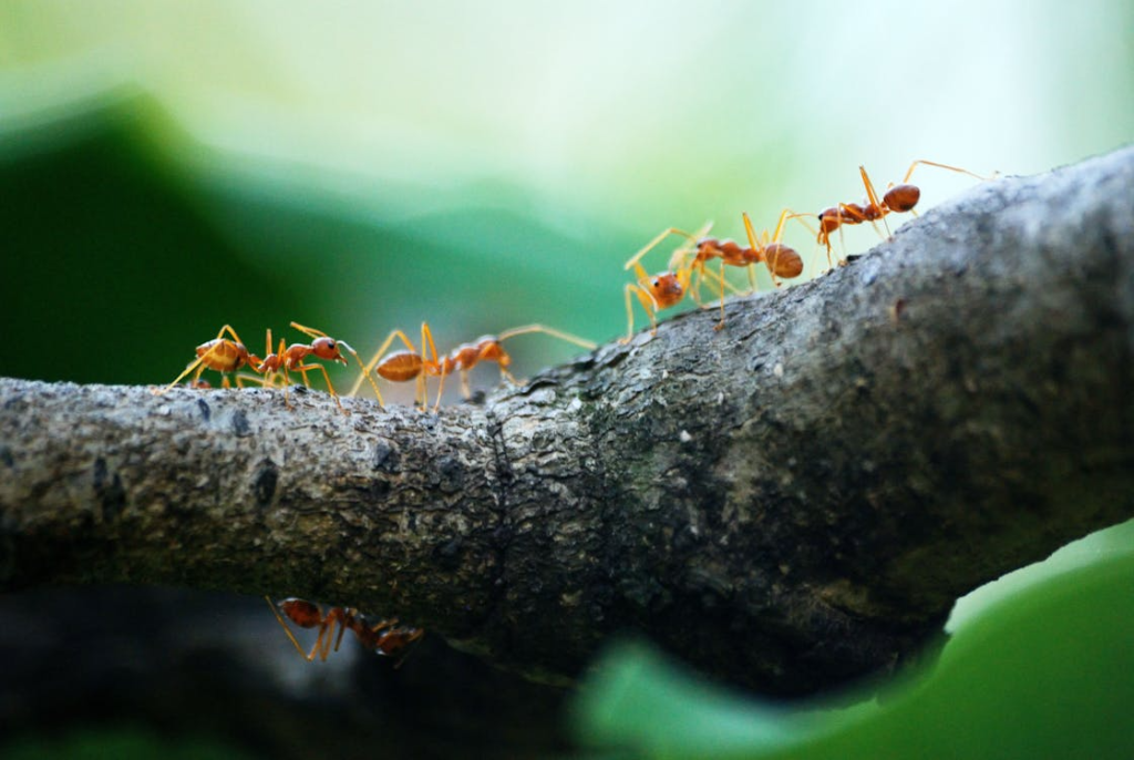 A picture of orange ants climbing a tree