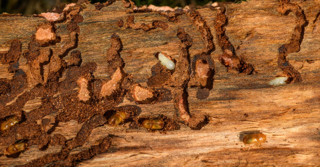 Pests burrowing in wood