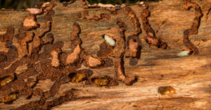 Pests burrowing in wood