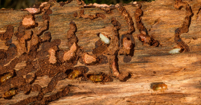 Pests burrowing in wood