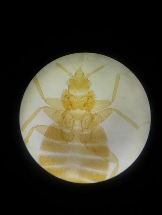 What Every Vacation Rental Owner in Lake Michigan Needs to Know About Bed Bugs