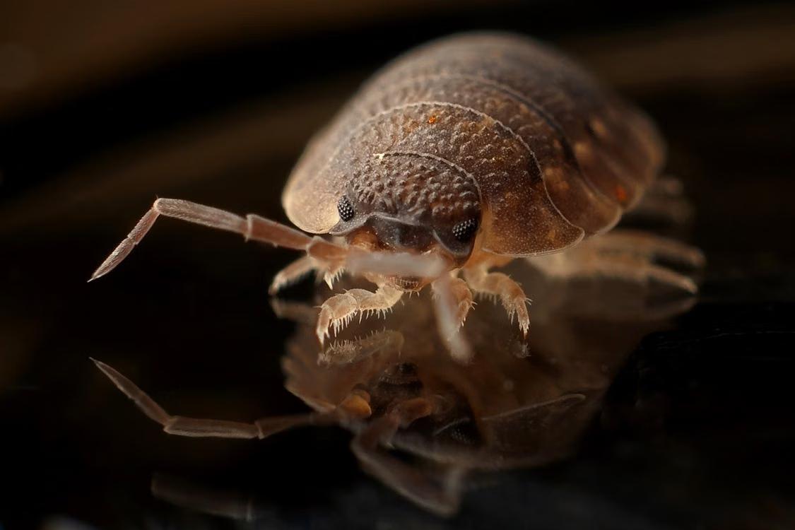 Microscopic close-up of a bed bug