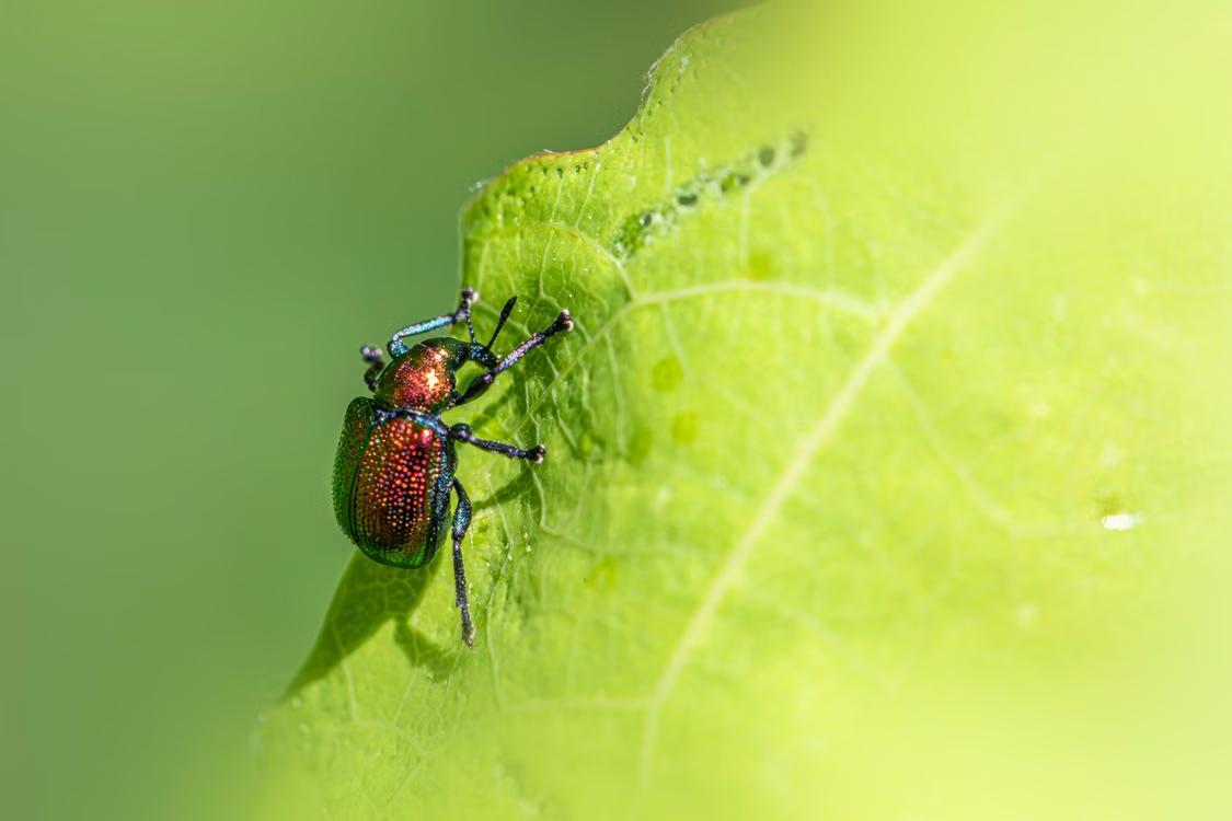 Why Lake Michigan Beach Homes Face a Rising Pest Threat
