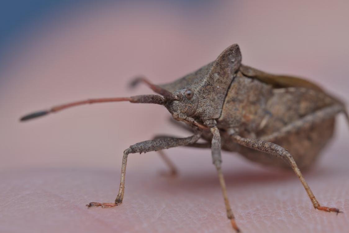 3 Signs Your “Harmless” Bug Problem in Lawrence Needs Professional Treatment