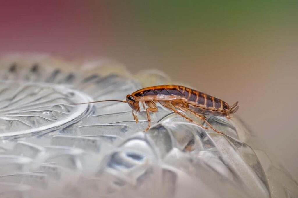 close-up of a cockroach