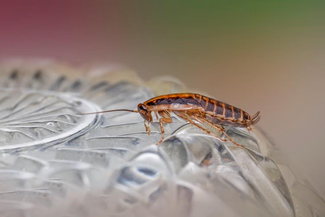 Why September Is the Most Important Month for Roach Control in Shoreham