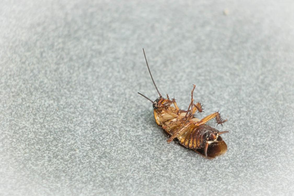 close-up of a dead cockroach