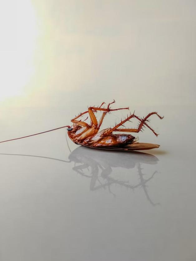 The Psychology of Infestation: Why We Ignore the Signs Until It’s Too Late