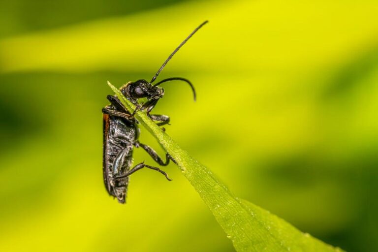 close-up of a sawfly on a leaf