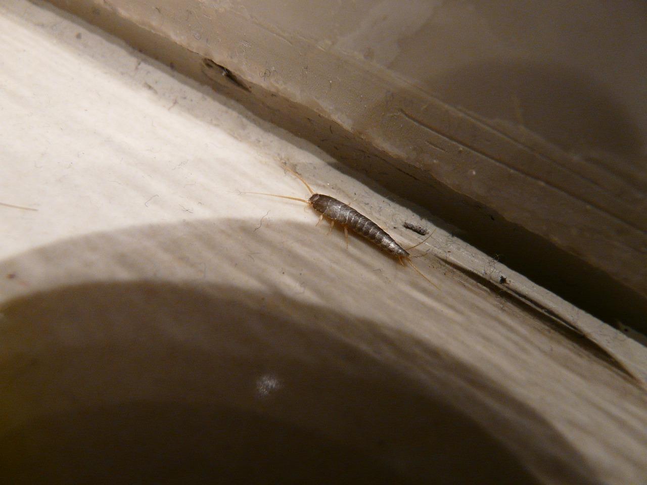 Close-up of a silverfish