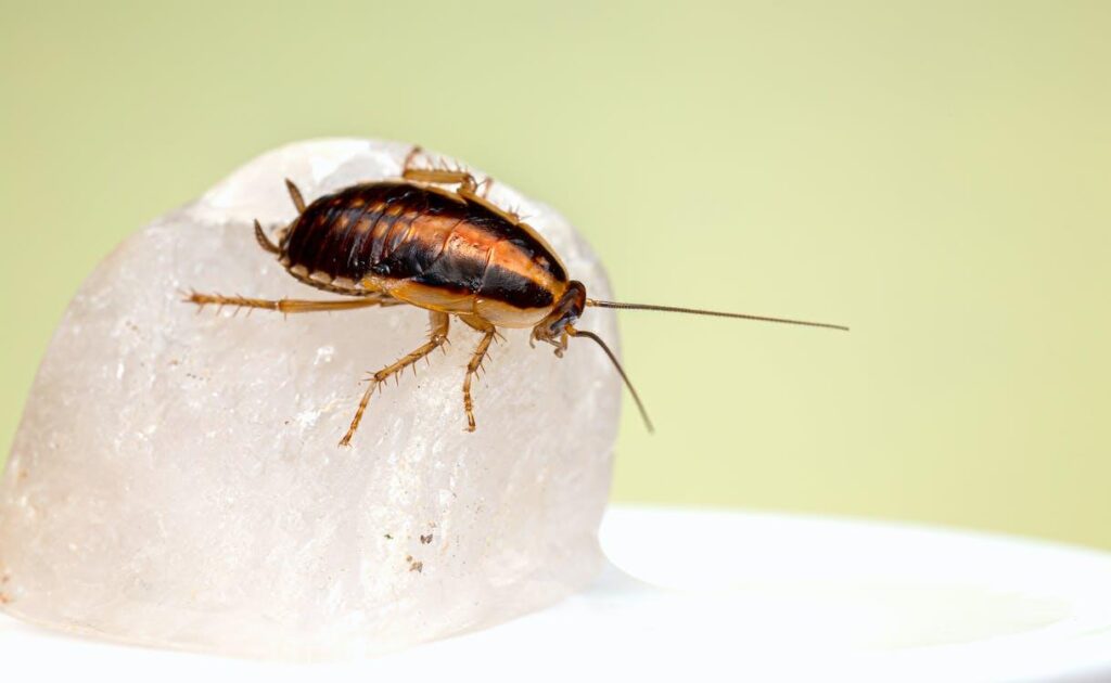 An image of a cockroach