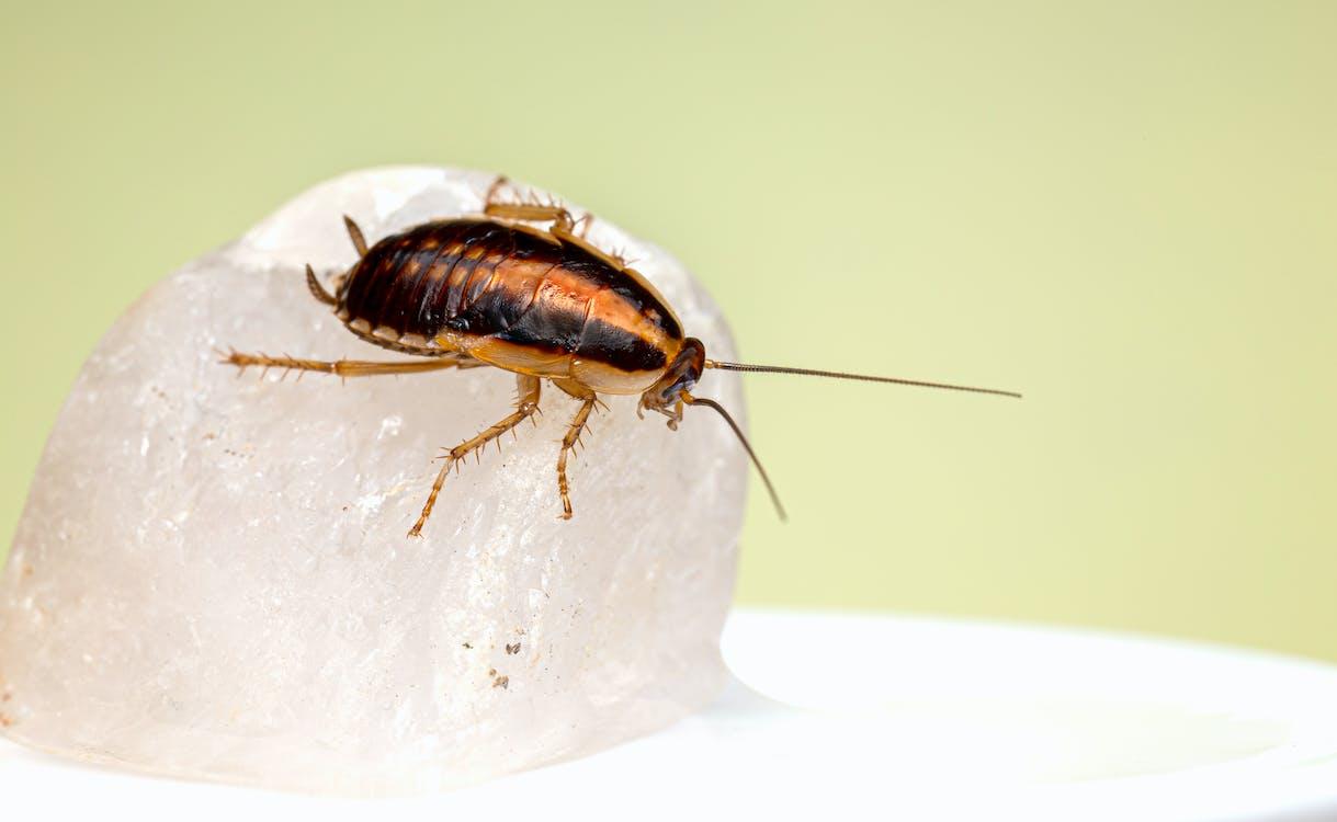 When One Pest Sighting Is Worth Taking Seriously