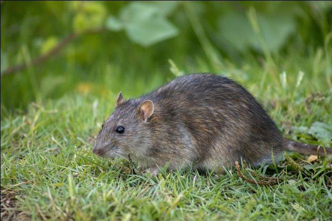 Is That Noise in Your Walls a Sign of Rodents?