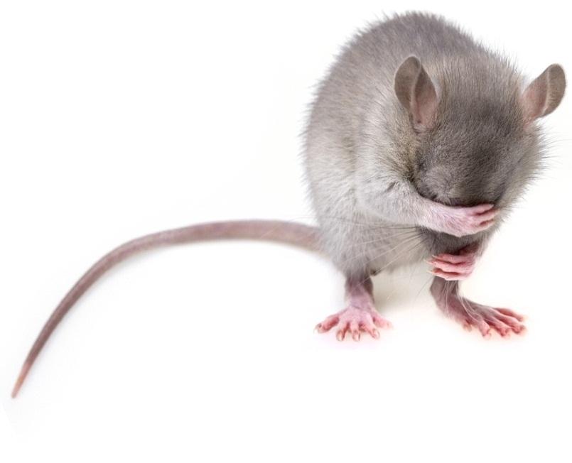 An image of a rodent